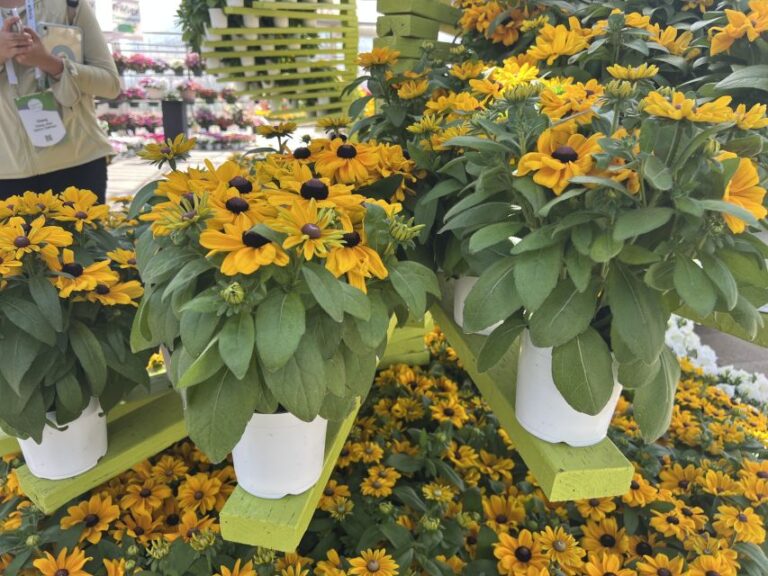 Rudbeckia ‘Claire Orange’ (American Takii)