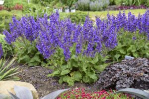 Salvia Living Large Dark Sky (Walters Gardens)