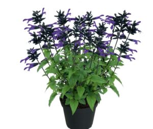 Salvia Splendor Charm Indigo (Kientzler North America)