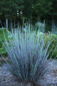Schizachyrium Free Spirit Mystic Purple (Darwin Perennials)