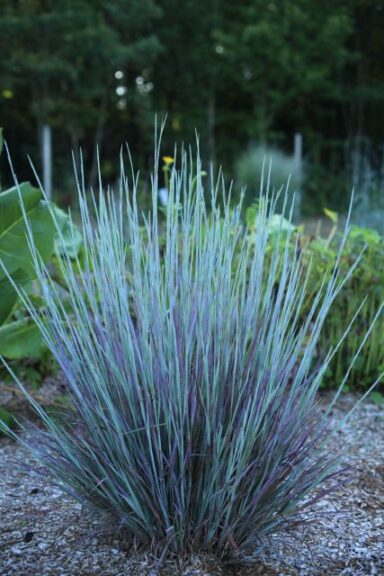 Schizachyrium Free Spirit Mystic Purple (Darwin Perennials)