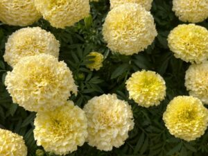 Tagetes erecta Lanna Lace F1 African Marigold (PanAmerican Seed)