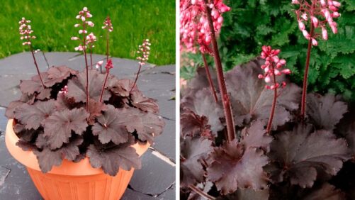 Terra Nova Adds a New Variety to Its Heuchera Little Cuties Series