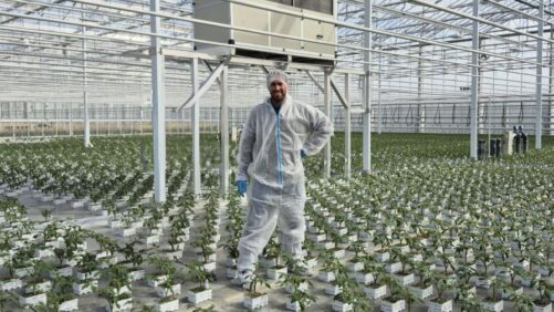 Smarter HVAC Strategies Help Growers Improve Efficiency and Climate Control