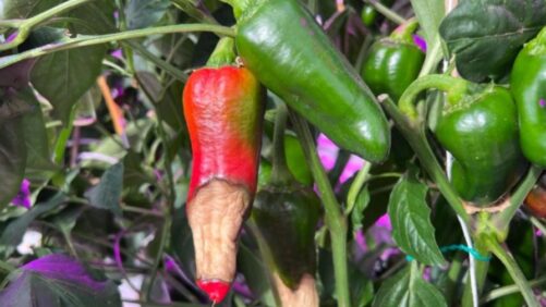 Troubleshooting Greenhouse Crops That Fall Behind