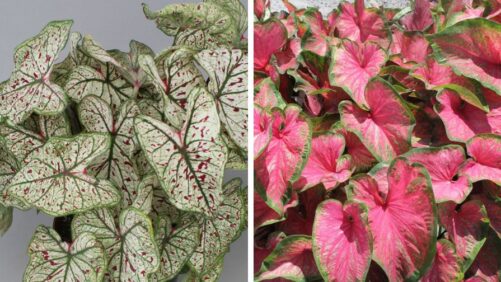 University of Florida Debuts New Caladiums for Its Golden Anniversary