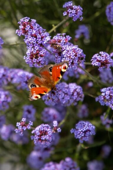 Verbena bonariensis Flair (Benary)