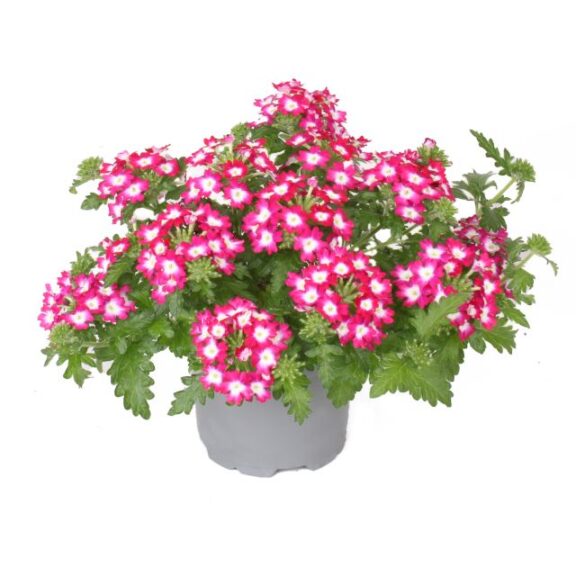 Verbena hortensis Fuerte Dark Pink Blanco (Beekenkamp)