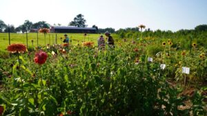 How One State Is Helping Growers Expand Into Cut Flowers
