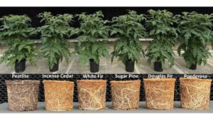 A Guide to Wood Substrates: Western U.S. Tree Species