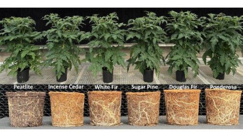 A Guide to Wood Substrates: Western U.S. Tree Species