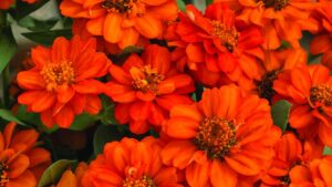 Check Out Part 2 of Greenhouse Grower’s California Spring Trials 2026 Preview