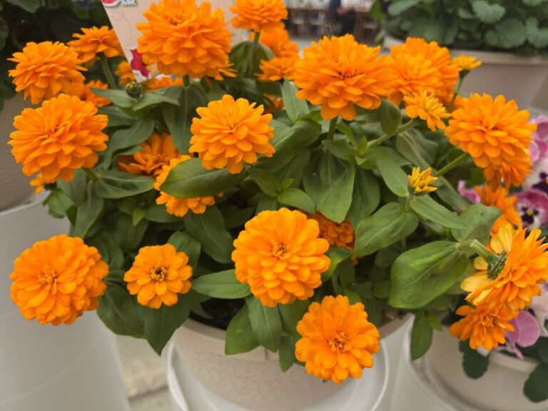 Zinnia marylandica Zydeco™ Gold (Syngenta Flowers)