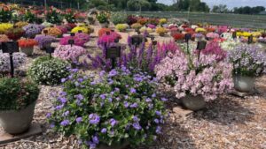 A Look Back to Top Performing Plants from the 2025 Michigan Garden Plant Tour