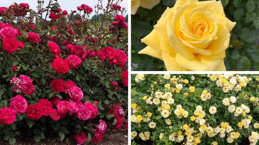 Star Roses and Plants Introduces New Roses for 2027