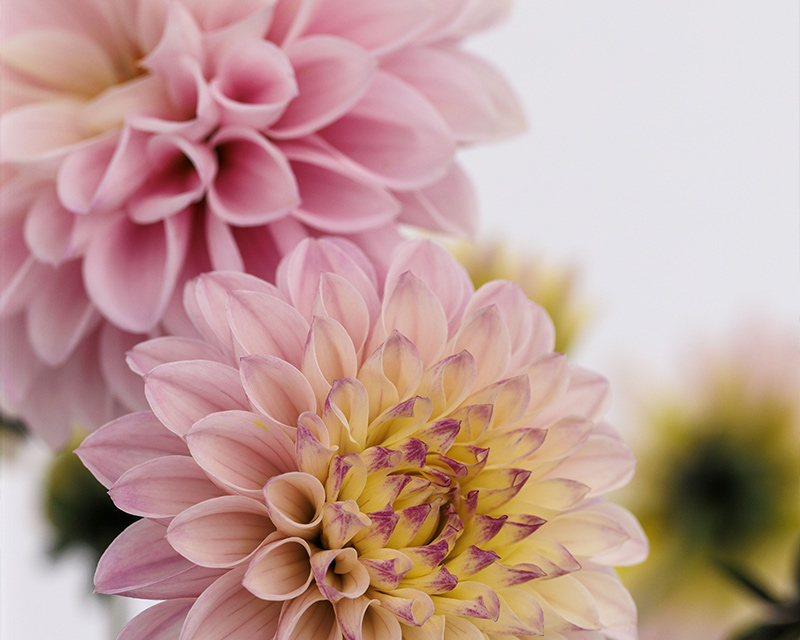Coffee Shop™ Lavender Latte Dahlia