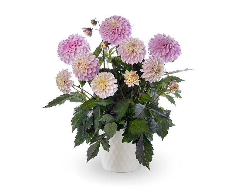 Coffee Shop™ Lavender Latte Dahlia
