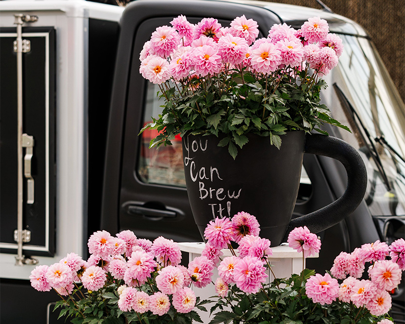 Coffee Shop™ Lavender Latte Dahlia