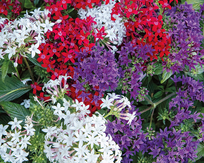 Pentas lanceolata StreetArt™ Blue