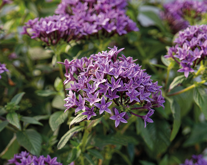 Pentas lanceolata StreetArt™ Blue