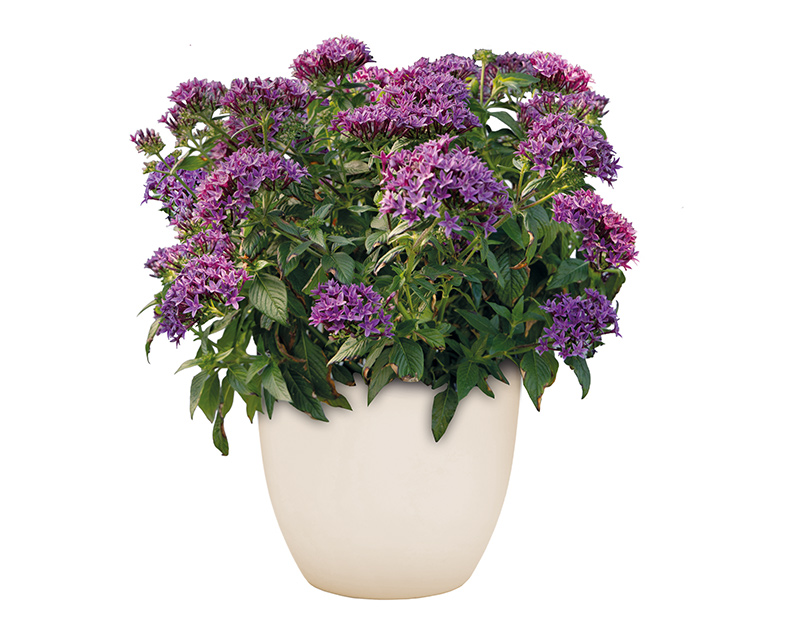 Pentas lanceolata StreetArt™ Blue
