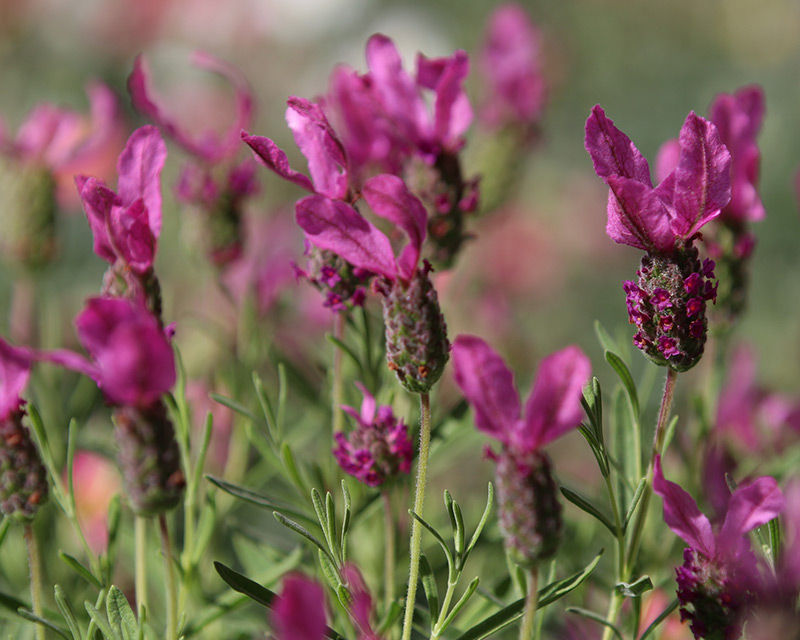 Spanish Lavender Butterfly Garden™ Poppin’ Pink