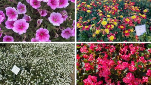 Highlights from 2025 Field Trials: West Madison Ag Research Station